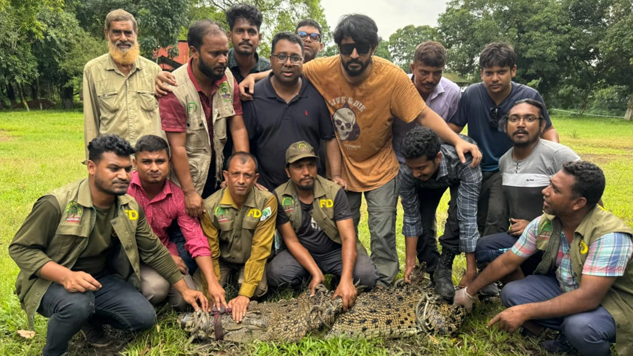 গাজীপুরে রিসোর্টে অভিযান, আটকে রাখা কুমির উদ্ধার করে সাফারি পার্কে