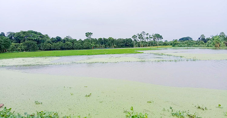 টানা বৃষ্টিতে শার্শায় তলিয়ে গেছে আমন ক্ষেত