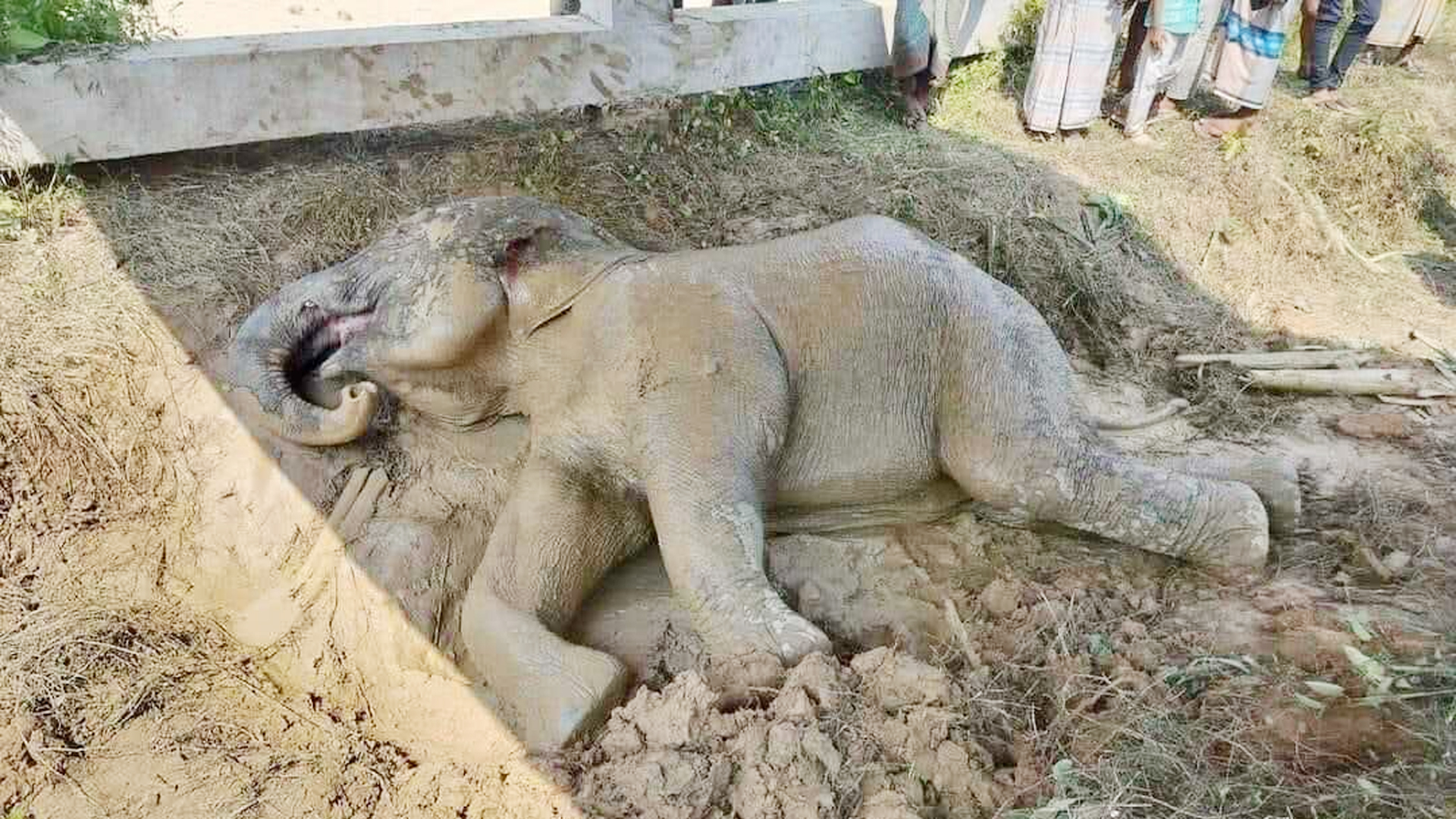 ট্রেনের ধাক্কায় আহত সেই হাতিটি মারা গেছে