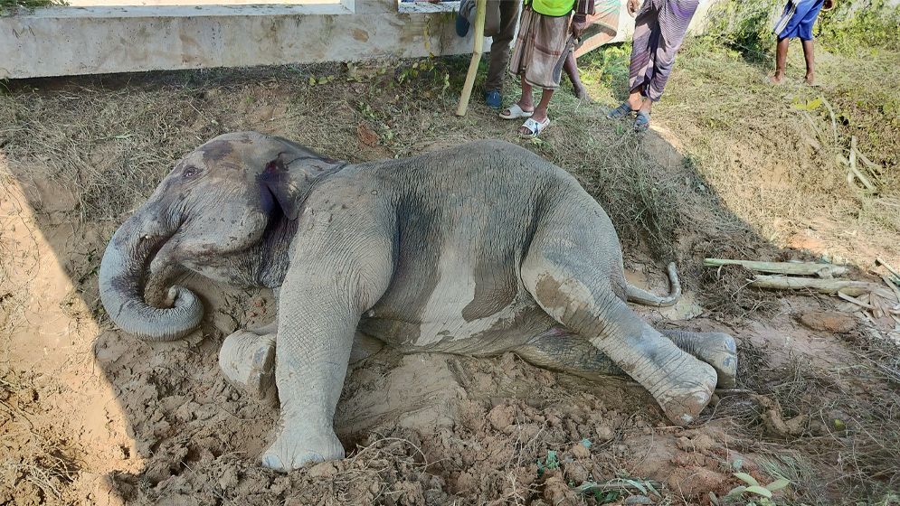 লোহাগাড়ায় ট্রেনের ধাক্কায় বন্য হাতি গুরুতর আহত, ভেঙে গেছে পা