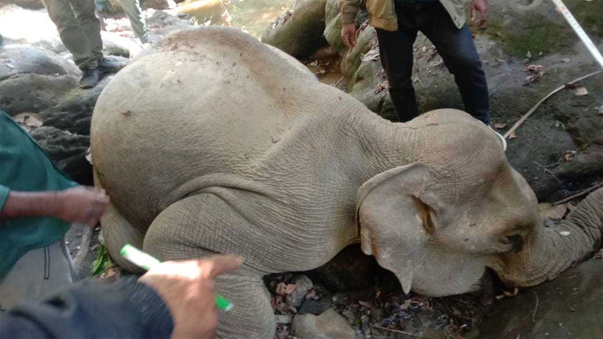 টেকনাফে গহিন পাহাড়ে বন্যহাতির রহস্যজনক মৃত্যু