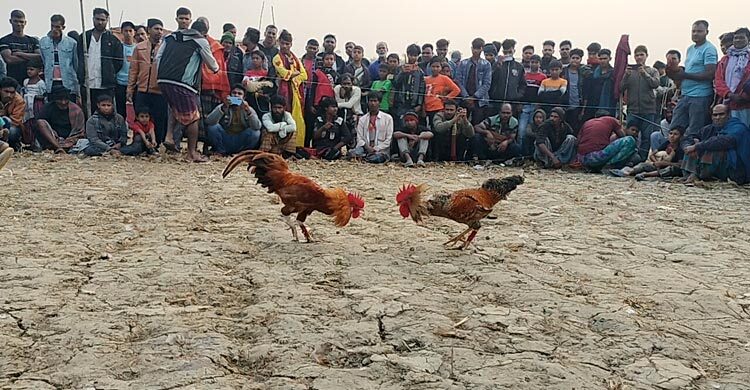 শ্যামনগরে মোরগ লড়াই দেখতে মানুষের ভিড়