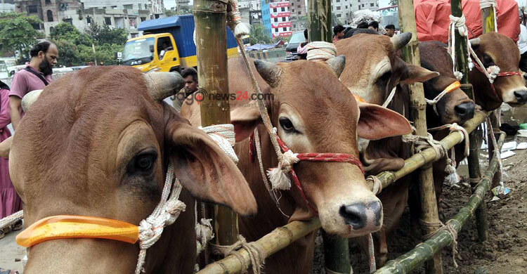 রাজধানীতে জমে উঠছে পশু বেচাকেনা, ছোট ও মাঝারি গরুর চাহিদা বেশি