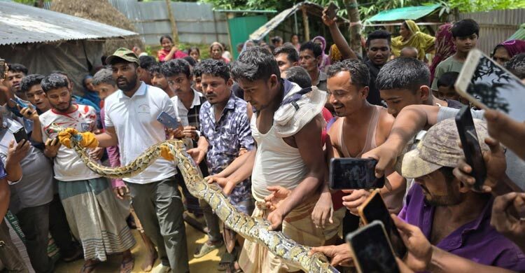 কক্সবাজারে বাড়ির আমগাছে মিললো ১০ ফুটের বার্মিজ অজগর
