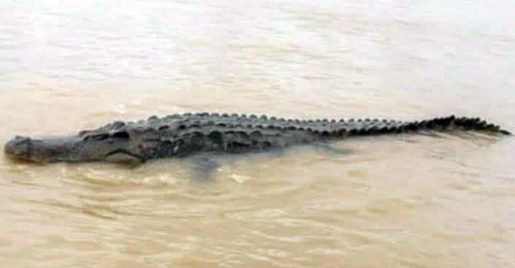 মধুমতি নদীতে ভেসে বেড়াচ্ছে কুমির, সতর্কতায় প্রশাসনের মাইকিং