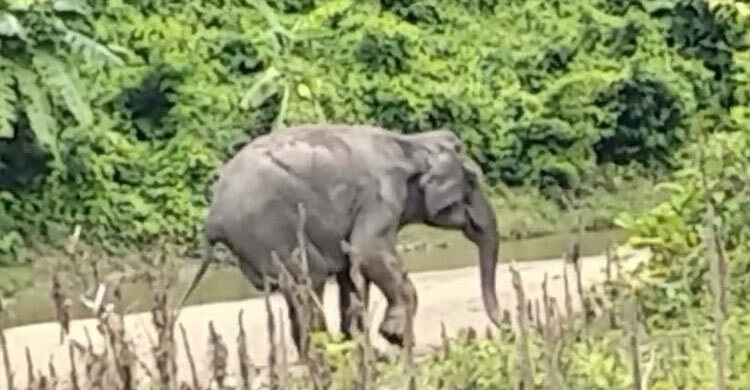 বান্দরবান-মিয়ানমার সীমান্তে মাইন বিস্ফোরণে বন্যহাতি আহত