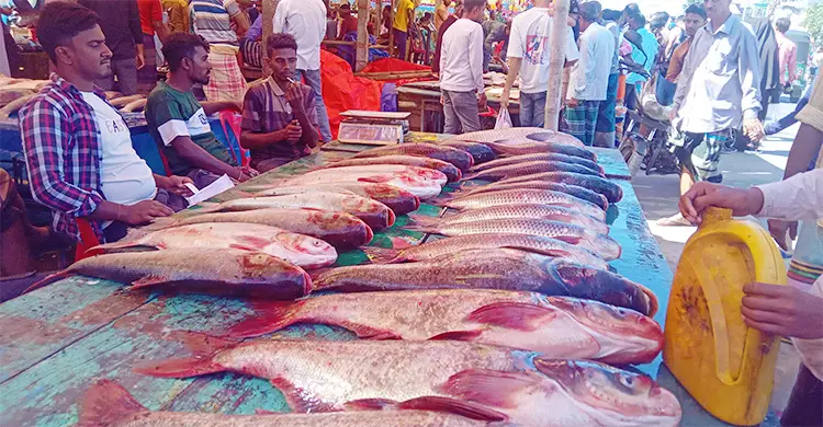 জয়পুরহাটে নবান্নে পাঁচশিরা বাজারে জমজমাট ঐতিহ্যবাহী মাছের মেলা