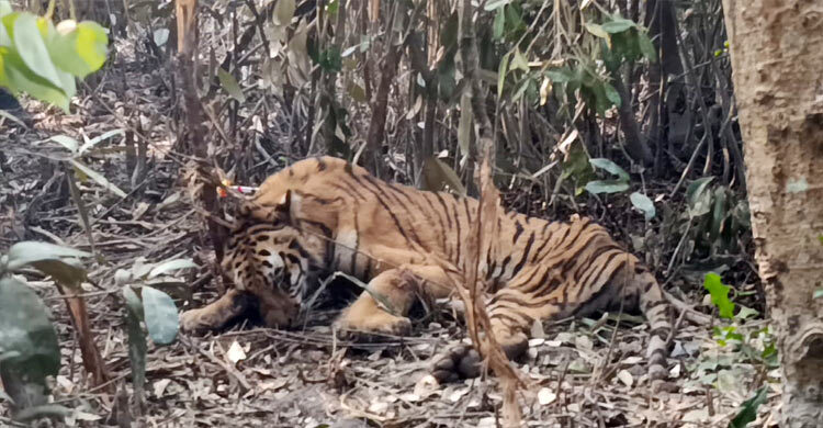 সুন্দরবনে ফাঁদে পড়া বাঘ উদ্ধার, নেওয়া হচ্ছে রেসকিউ সেন্টারে