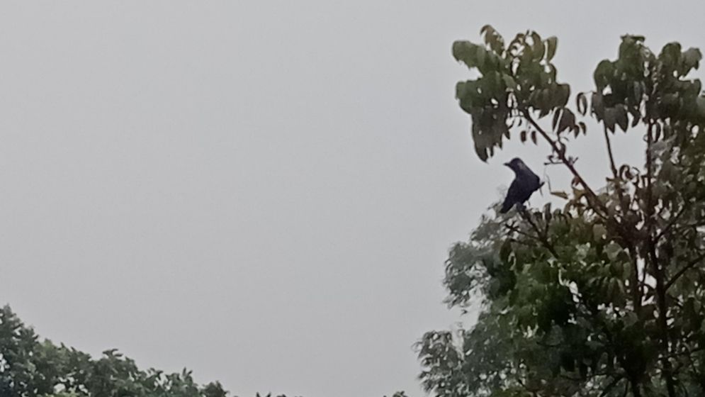 ঠাকুরগাঁয়ে আবারও শীতের দাপট