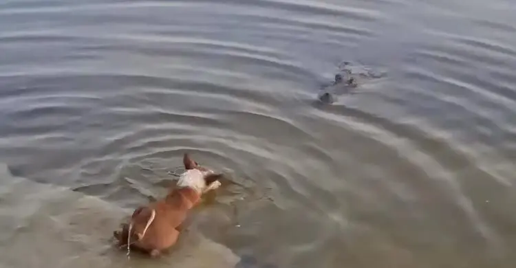 কুমিরে টেনে নেওয়া কুকুরটির নমুনা সংগ্রহ