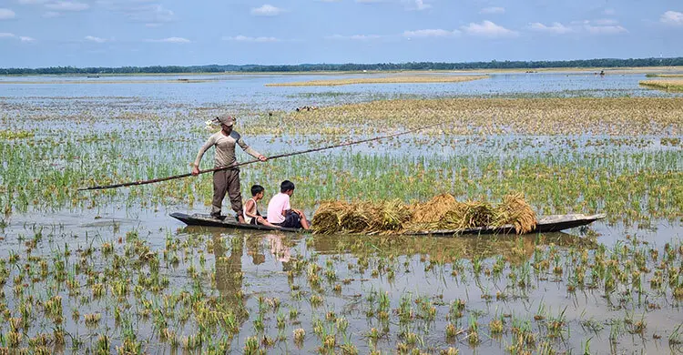 মৌলভীবাজারে বাড়ছে হাওরের পানি, নতুন করে ডুবছে ধান